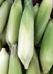 Blurred background of a pile of raw corn