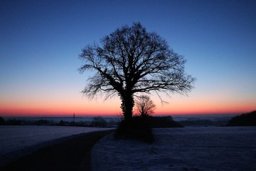 beautiful and romantic silhouette of a tree early in the morning in the winter