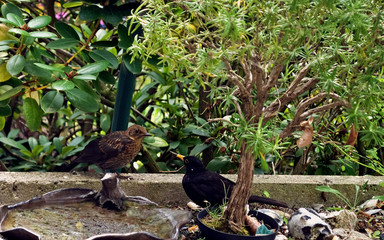 Amsel, Drossel, Fink und Star...