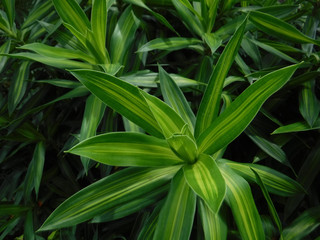 Green leaves with beautiful patterns