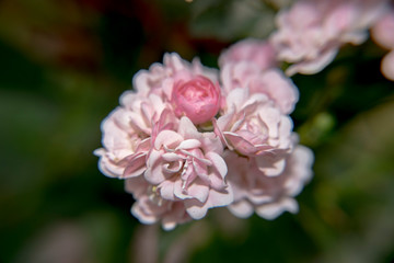 Obraz premium flora, Bush, plant, rose, branch, stem, green, foliage, Bud, inflorescence, flower, pink, flowers