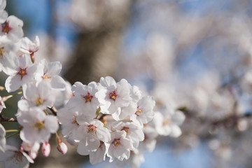 Somei Yoshino cherry blossoms bloom