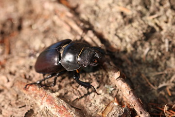 Hirschkäfer Weibchen 