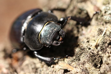 Hirschkäfer Weibchen 