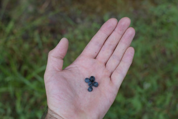 hand of a man holding a antioxidant dark purple bilberry blueberry Vaccinium myrtillusgreen background