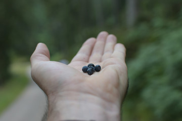 hand of a man holding a antioxidant dark purple bilberry blueberry Vaccinium myrtillusgreen background