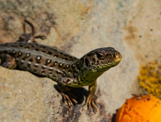 lizard on rock
