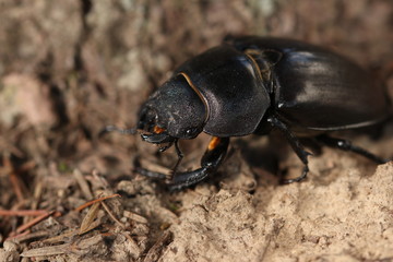 Hirschkäfer Weibchen 