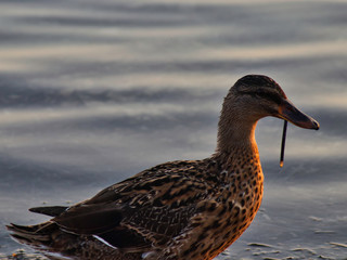 Sea ducks