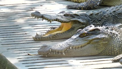 Closed up of crocodile open the eye in the zoo