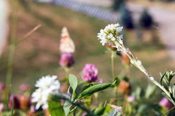 hoary alyssum or false hoary flower among green plants in a park, selective focus. Berteroa incana likes to grow in poor soils with sand and gravel. Hoary alyssum grows in steppes