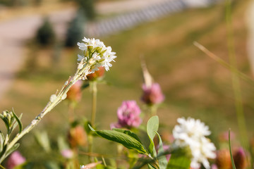 Blooming white flower close-up, selective focus. Berteroa incana is a species of a flowering plant...