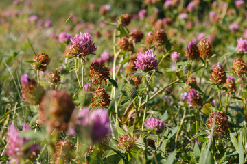 purple clover flowers in the garden among other plants, meadow plants. clover is a weed that...