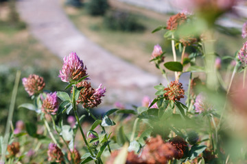 clover flowers and other field grass on a summer lawn in the garden. Selective focus on flowering...