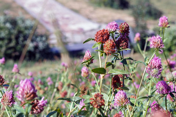 Clover meadow on a hillside in the park, bright sunny weather. meadow clover flowers grow in a...