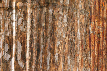 Obraz premium paint mostly peeled off from aged wooden plank. Peeling paint on old brown wood desk. scratched wooden flooring with lacquer peeled off.