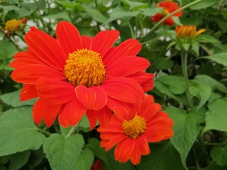 red flowers in the garden