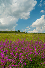 Naklejka na ściany i meble Beautiful summer landscape marvelous purple wild flowers and bright blue sky with white clouds on a sunny day.