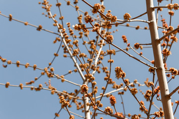 buds bloom on the branches of a tree, early spring. flowers on the branches of trees in early spring, selective focus, blue sky in background