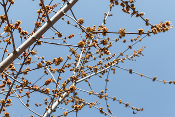 flowers bloom on a tree in early spring. Branch of a tree with blooming buds, selective focus. garden care, spring gardening сoncept