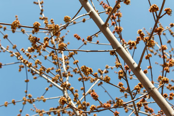 flowers bloom on a tree in early spring. Branch of a tree with blooming buds, selective focus.