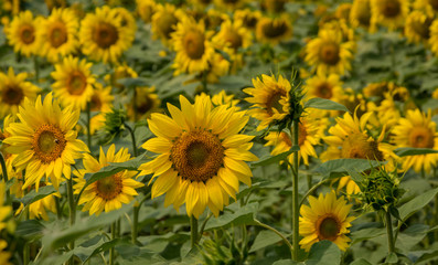Sunflower field at the sunset. Agriculture field. Sunflower.