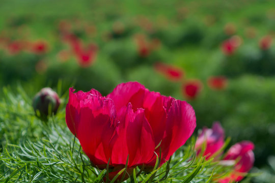 Close up on red peony tenuifolia flower and green leaves. Red peonies flower in Steppe Reserve at Zau de Campie, Mures county, Transylvania, Romania.