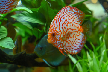 beautiful fish pompadour