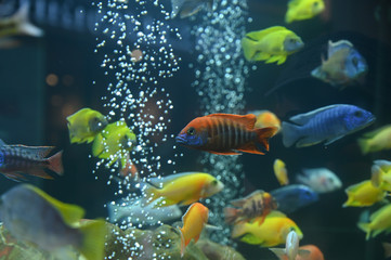Beautiful fish