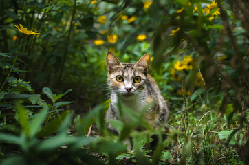 Portrait of a cat on a green background with yellow flowers