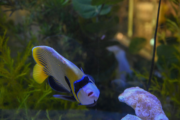 Fototapeta na wymiar Beautiful marine angelfish fish
