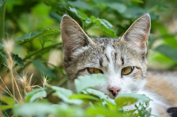 A pacified cat lying in the grass, portrait