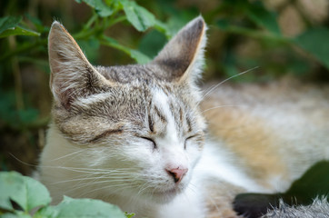 A pacified cat lying in the grass, portrait