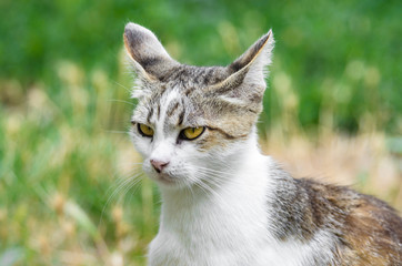 Portrait of a young cat in the grass