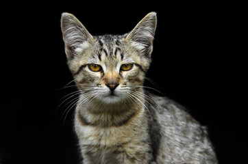Fototapeta na wymiar Portrait of a beautiful young gray kitten looking like a serval on a black background