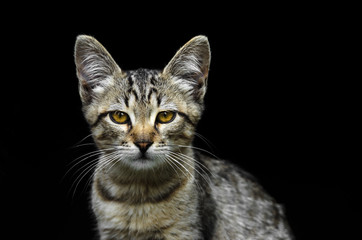 Portrait of a beautiful young gray kitten looking like a serval on a black background