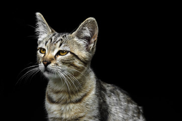 Portrait of a beautiful young gray kitten looking like a serval on a black background