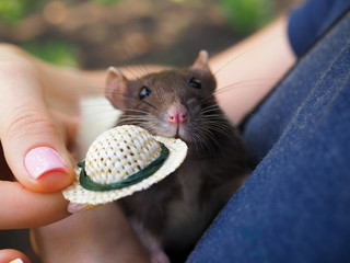  rat in a hat