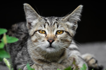 Young fluffy kitty is sniffing on the black background