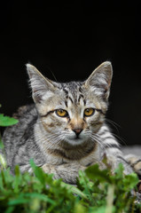 Young fluffy kitty on the black background
