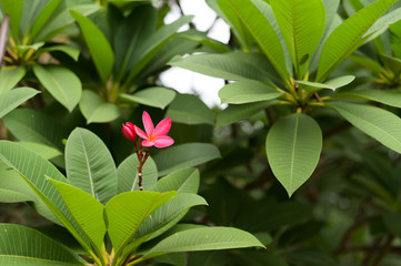 One pink flower that bloom on tree