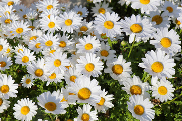 Blooming daisy flowers (Bellis perennis) background.  Happy summer day.
