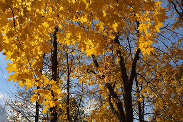 Autumn view with golden foliage of maple trees. Beautiful nature in the park.