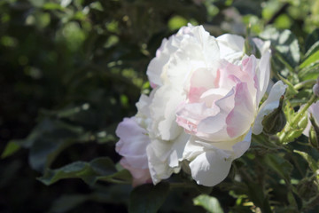 pink rose in the garden