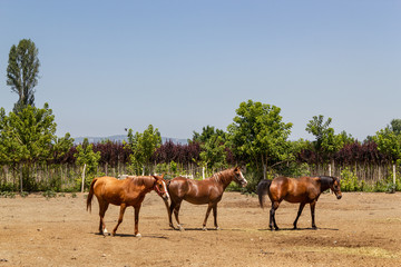 Horses on horse farm on a sunny day