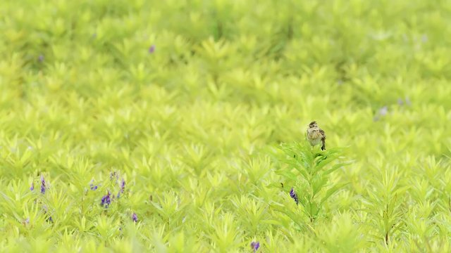 囀るヒバリ(skylark)