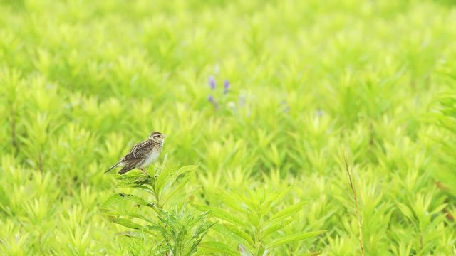 囀るヒバリ(skylark)