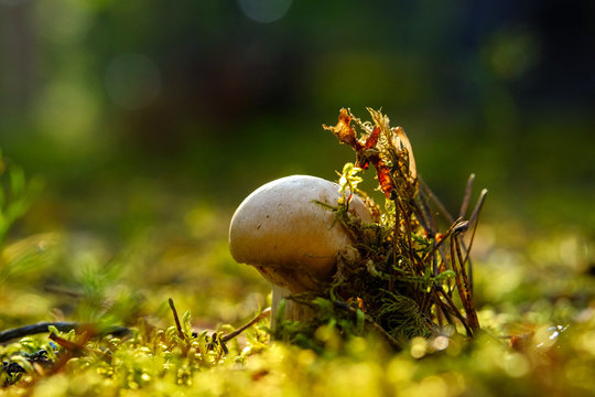 Mushroom growing among moss