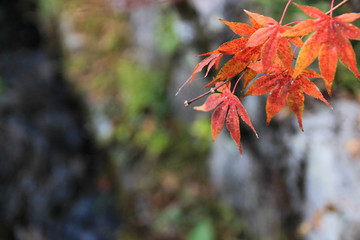 紅葉