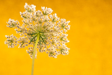 Cow parsley on gold background. Close up white flower
